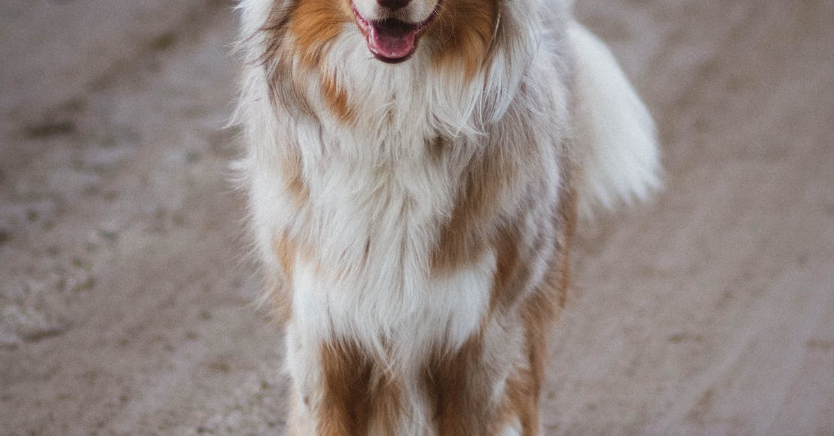 Conheça as 8 raças de cães com pelos longos mais encantadoras e como cuidar delas