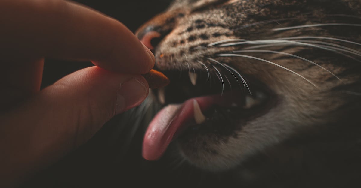 Descubra as 8 melhores rações para gatos: guia completo para uma alimentação saudável e saborosa”.