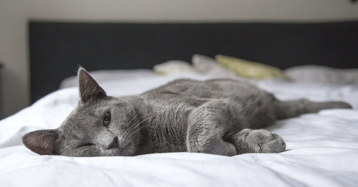 Guia completo: Como escolher o tamanho perfeito da cama para seu gato em apartamentos pequenos