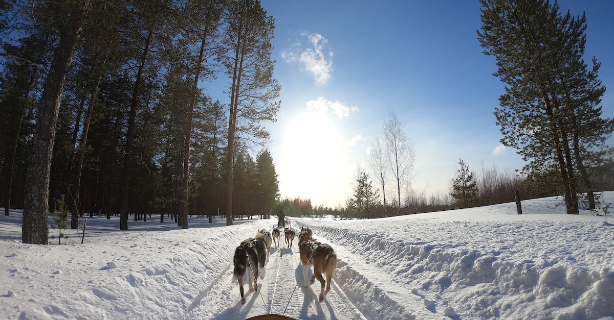 Desvendando o mundo das Raças de Cães de Trenó: Saiba tudo sobre esses incríveis animais, sua história, características e curiosidades.