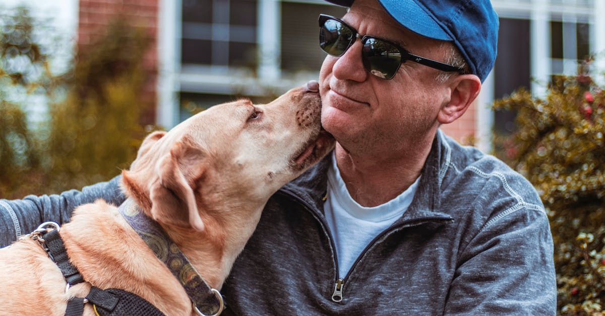 8 Dicas Essenciais de Como Cuidar Adequadamente do Seu Cão Idoso e Garantir Sua Qualidade de Vida