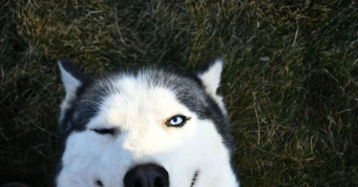 Descubra as 8 raças de cães com a beleza única dos olhos bicolor