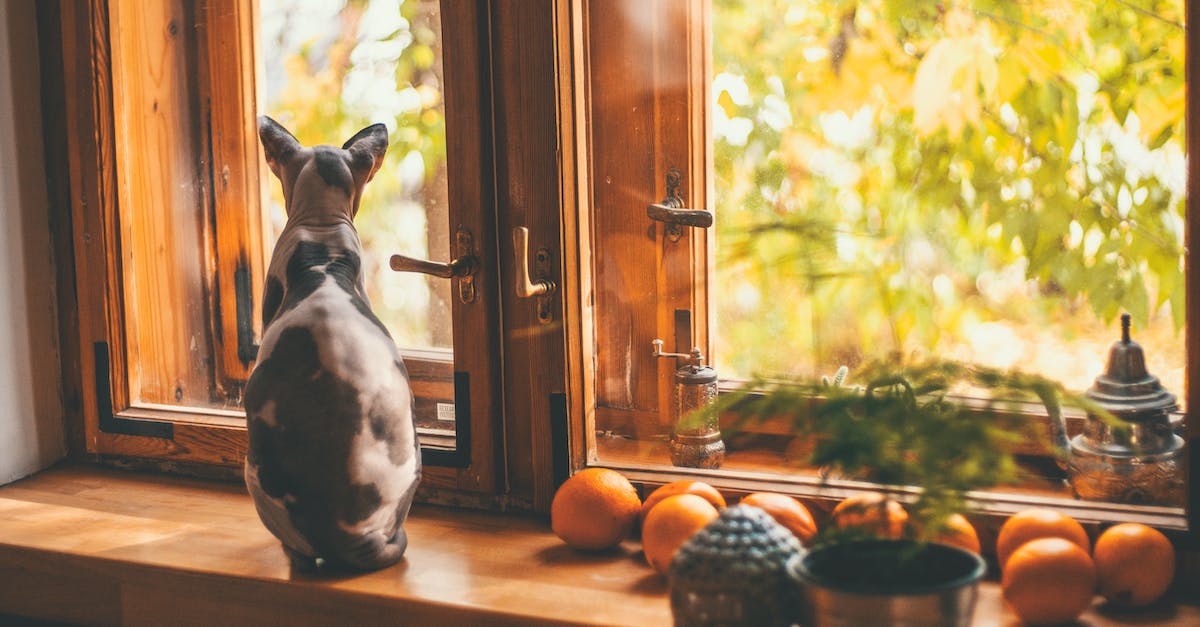 Conheça os 8 fatos surpreendentes sobre os gatos Sphynx que você precisa saber!