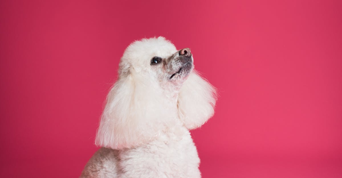 Técnicas eficazes para ajudar cães medrosos a desfrutarem do pátio novamente: guia completo de treinamento