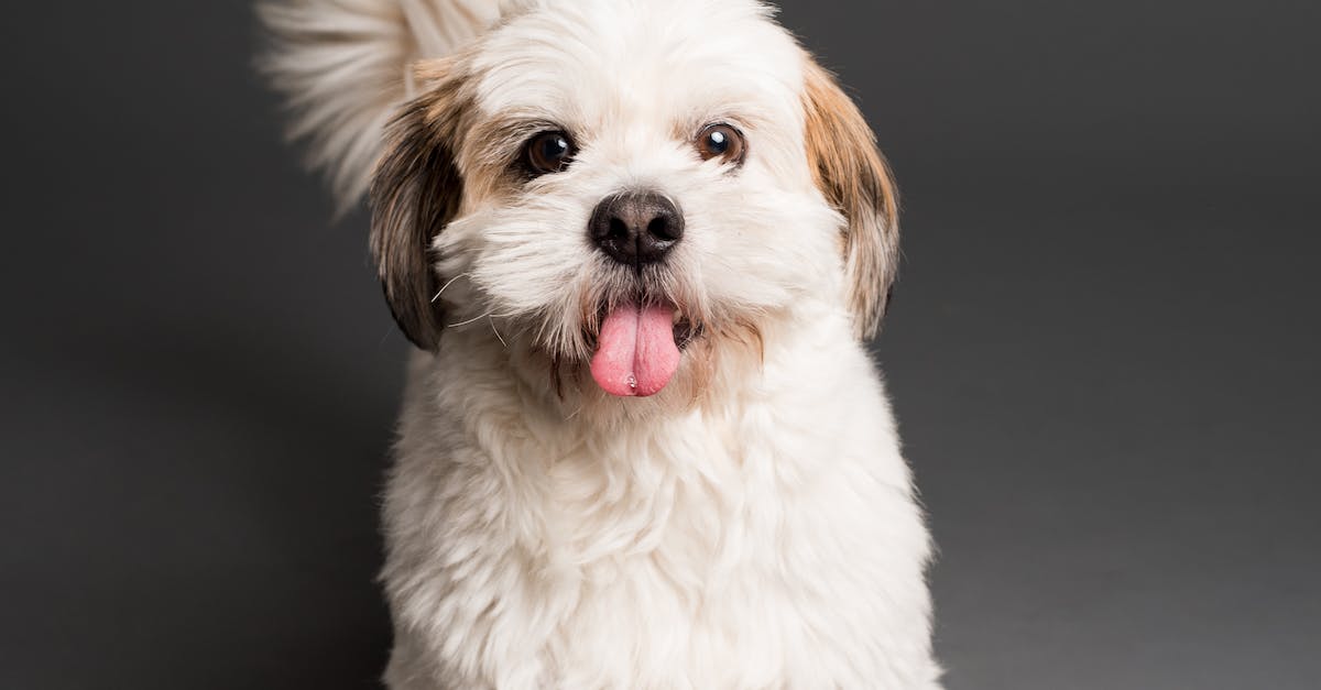 Os 8 cães mais amorosos para você se derreter de tanto carinho