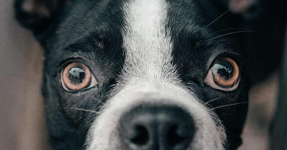 10 dicas infalíveis para ajudar seu cão que tem medo de ficar preso e nunca mais precisar se preocupar com isso!