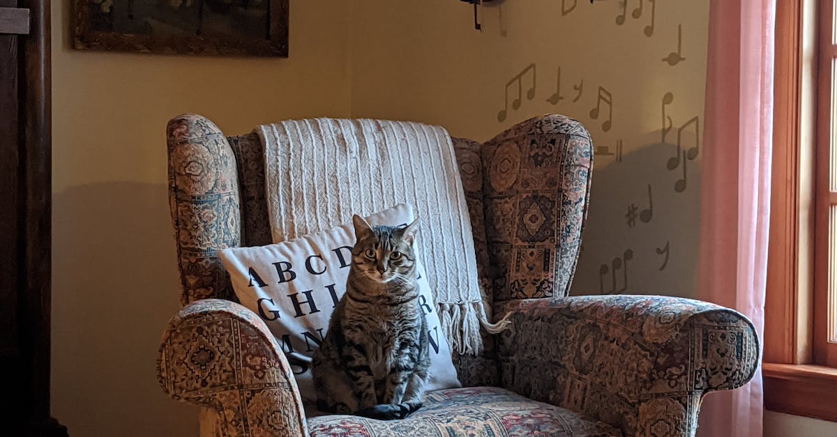 8 dicas essenciais para cuidar do seu gato idoso e garantir uma vida longa e feliz