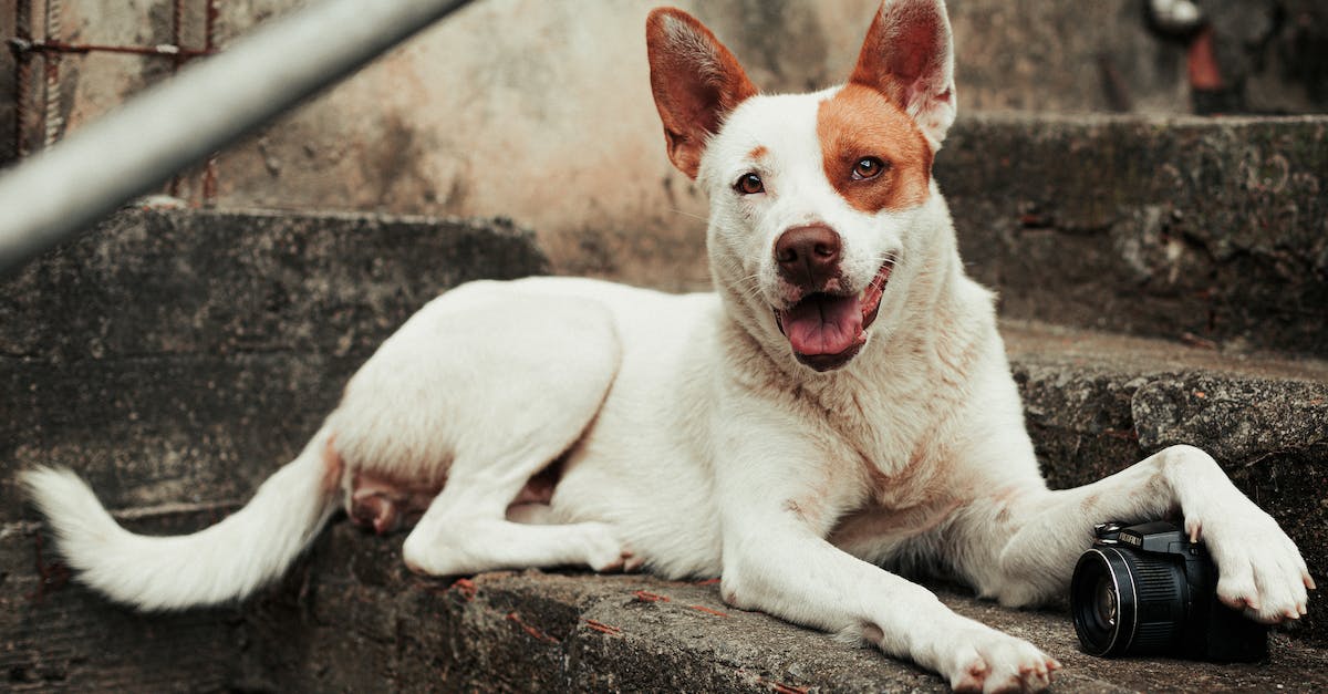 Técnicas infalíveis para ajudar seu cão a superar o medo de escadas: um guia completo de treinamento.