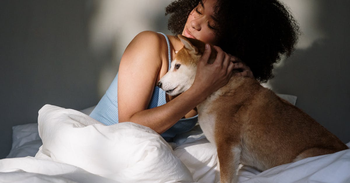 8 dicas infalíveis para ajudar cães com medo de ficar no quarto