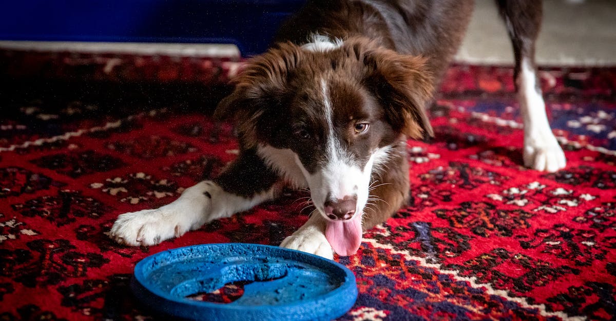Tudo o que você precisa saber para escolher o cão perfeito para sua família: um guia completo