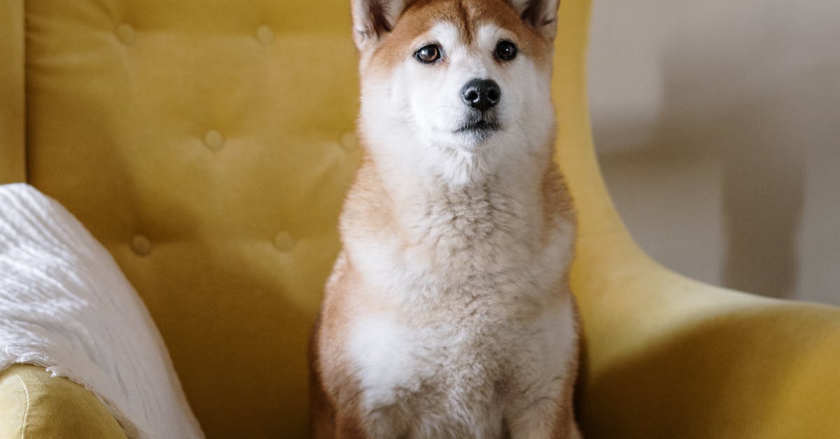 Técnicas infalíveis para ajudar seu cão a superar o medo de ficar no quintal de inverno