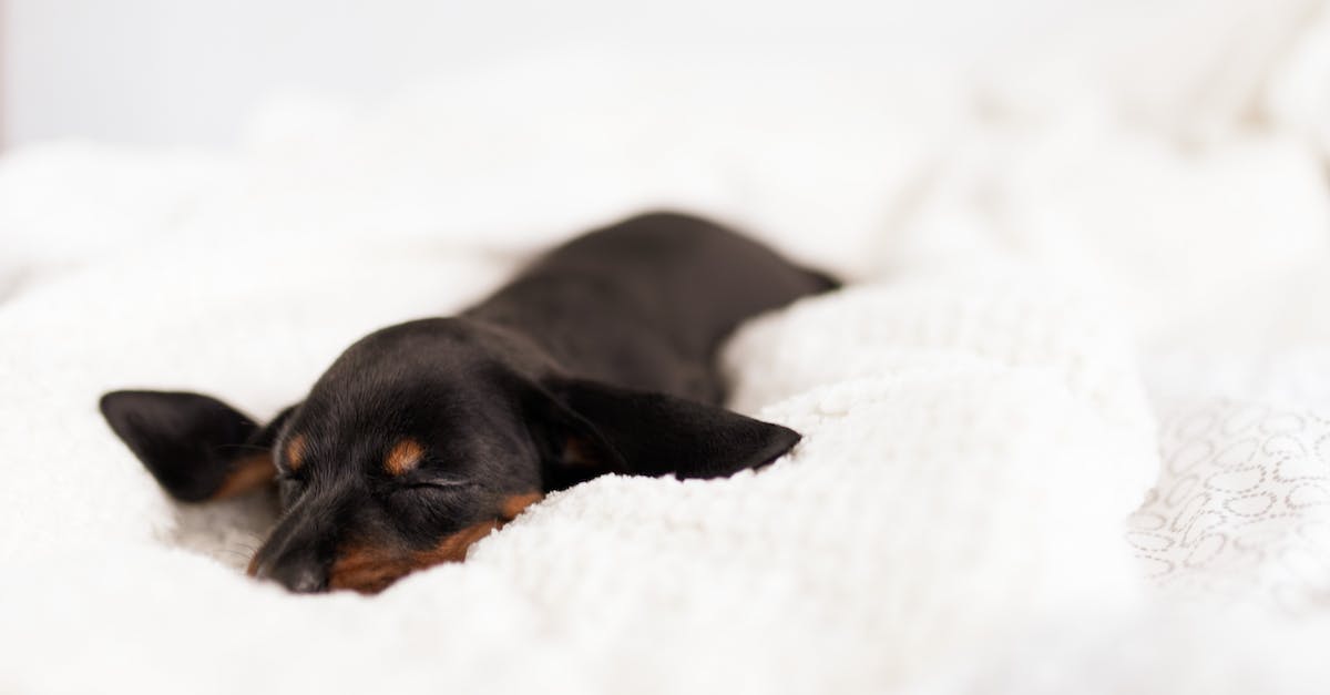 Descubra o Guia Definitivo de Como Escolher o Cão de Raça Pura Perfeito Para Você!