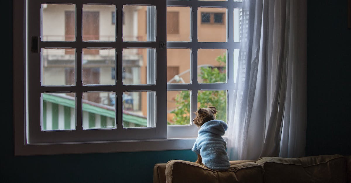 7 dicas indispensáveis para cuidar de cães que passam longas horas sozinhos em casa