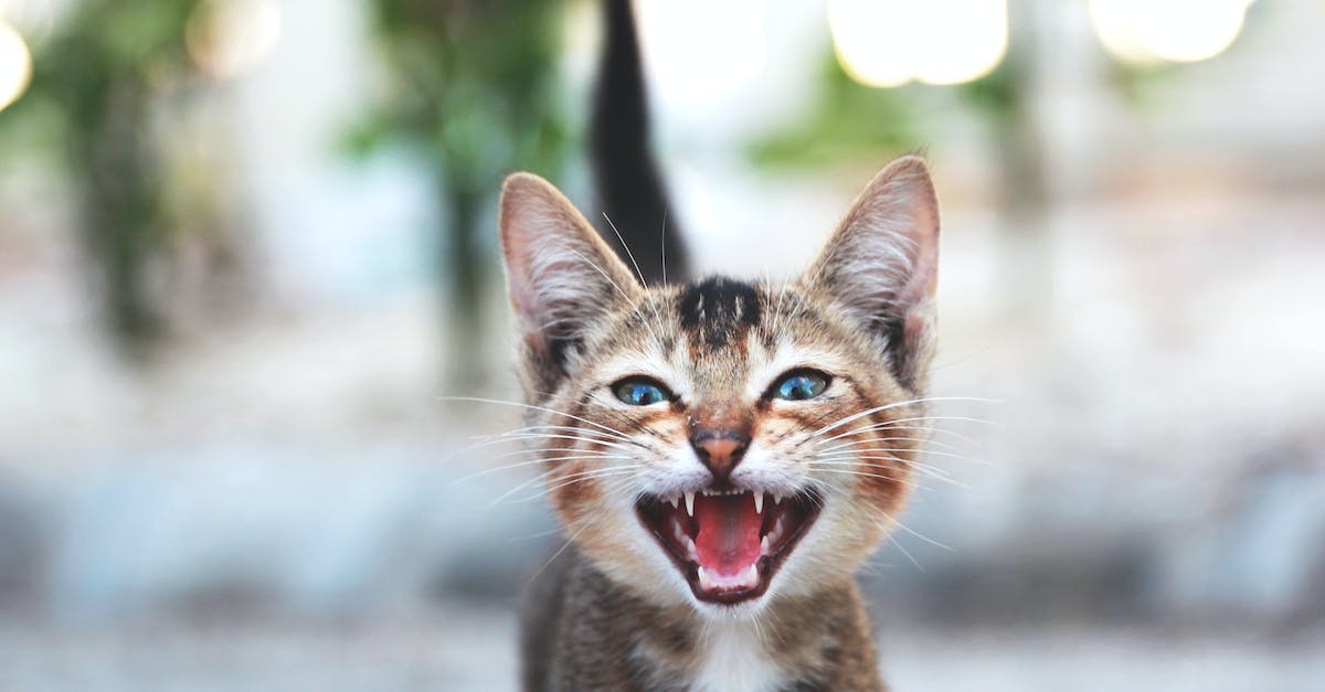 Técnicas infalíveis para acabar com miados excessivos em animais de estimação: saiba como lidar de forma eficaz!