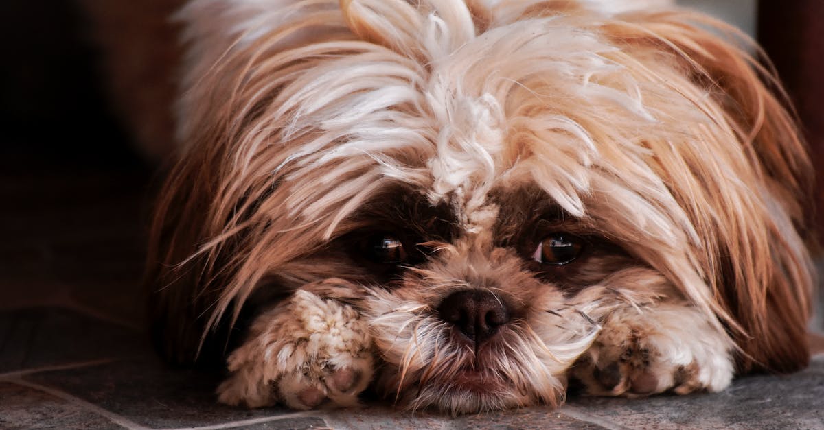 Decifrando o Comportamento dos Pets: Entenda o que seu animal de estimação está tentando dizer através de suas ações e hábitos