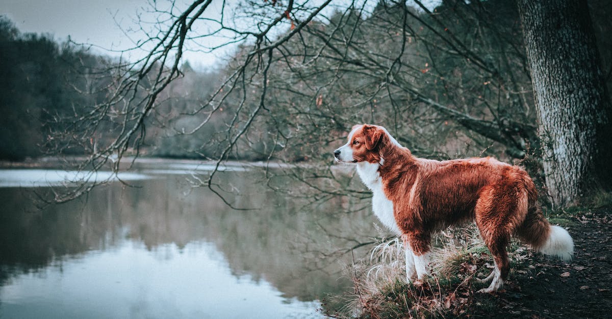 Descubra as 8 raças de cães de caça mais eficientes para suas aventuras ao ar livre