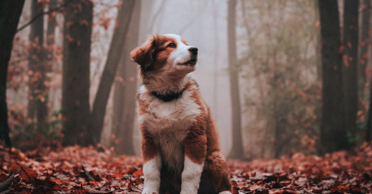 Descubra as maiores raças de cães de caça do mundo e como elas se destacam na arte da caça!