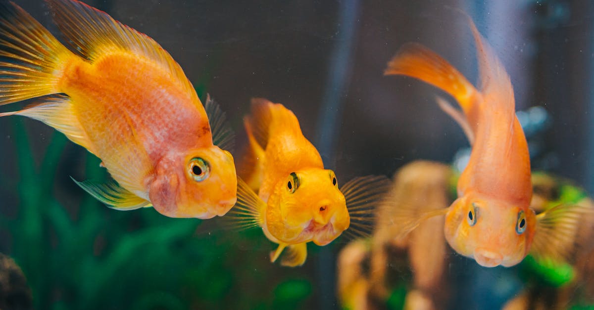 Descubra como escolher, cuidar e encantar-se com seus peixes de estimação: um guia completo