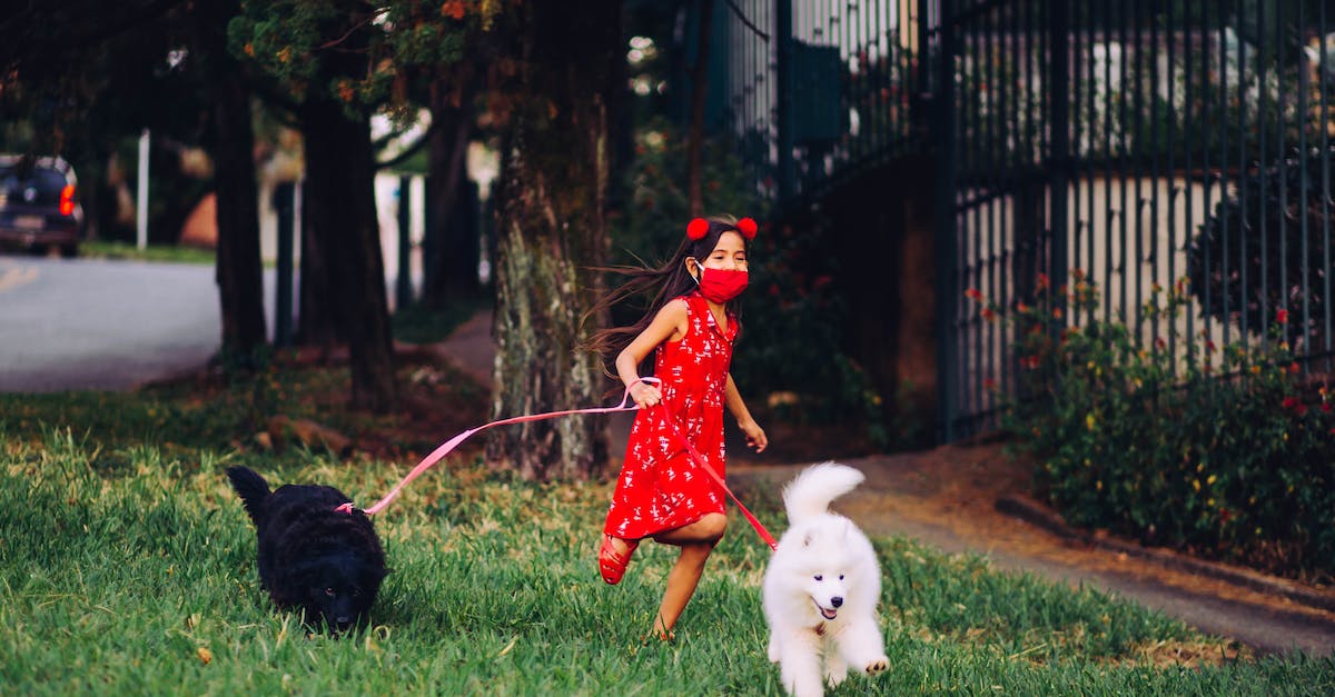 Descubra as 8 melhores raças de cães para aventuras ao ar livre!