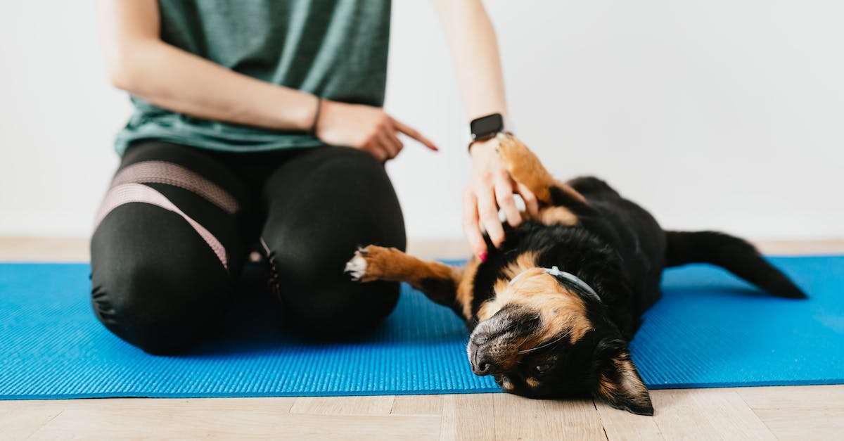 7 dicas para adestrar seu pet e viver em harmonia com seu melhor amigo