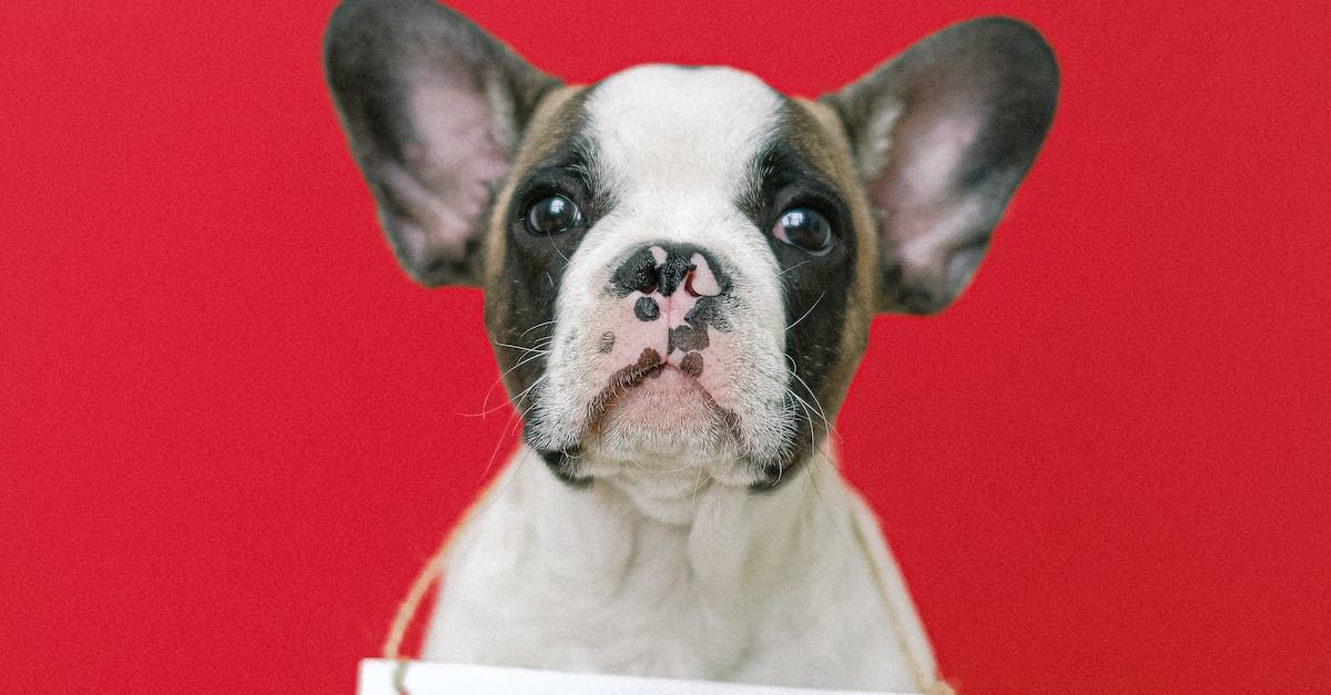 Técnicas eficazes para ajudar seu cão a superar o medo de barulho: um guia completo