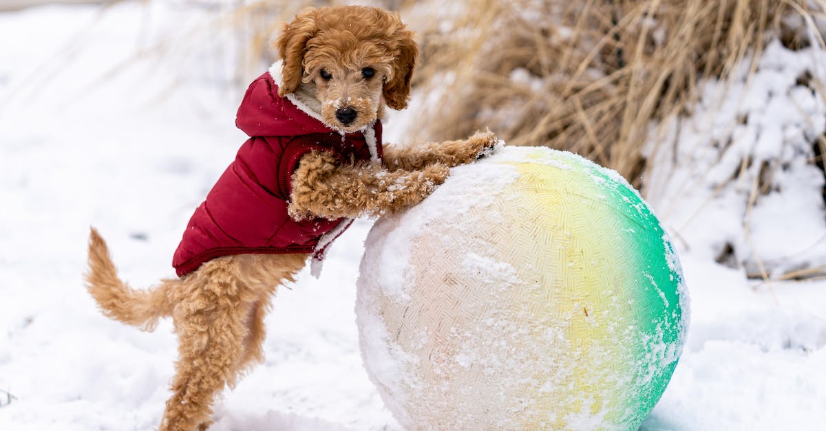 Guia completo: Proteja seu cão do frio do inverno com essas dicas essenciais!