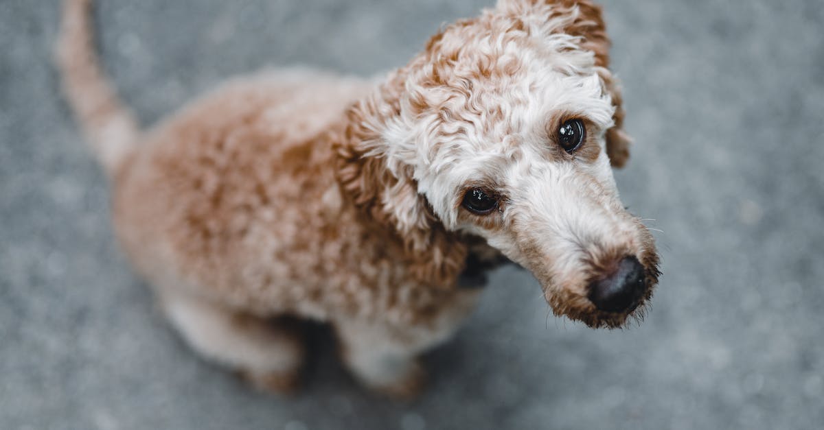 Conheça as 8 raças de cães com pelos crespos que vão conquistar seu coração!