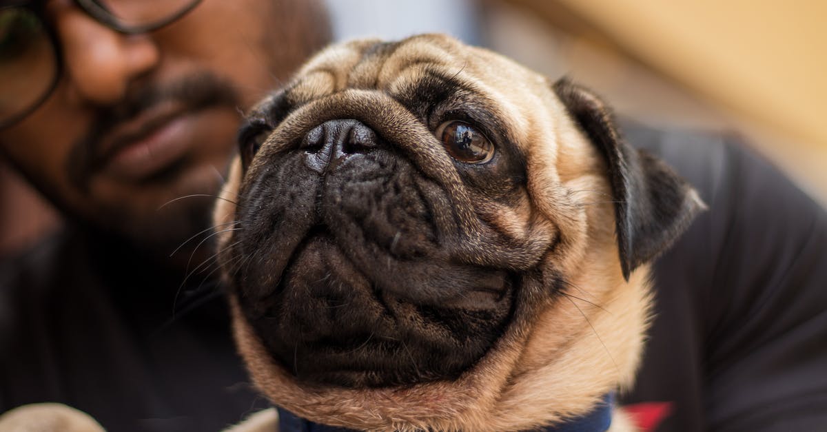 Descubra as 8 raças de cachorros com a pele mais adoravelmente enrugada que você precisa conhecer!