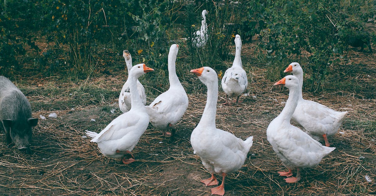 8 dicas essenciais para cuidar dos seus pássaros de estimação com saúde e felicidade
