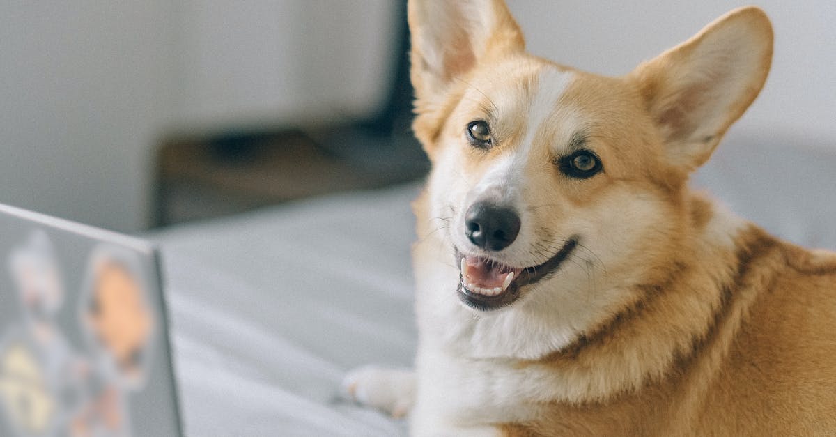 Descubra as 8 raças de cães com pelos finos mais adoráveis para ter como pet