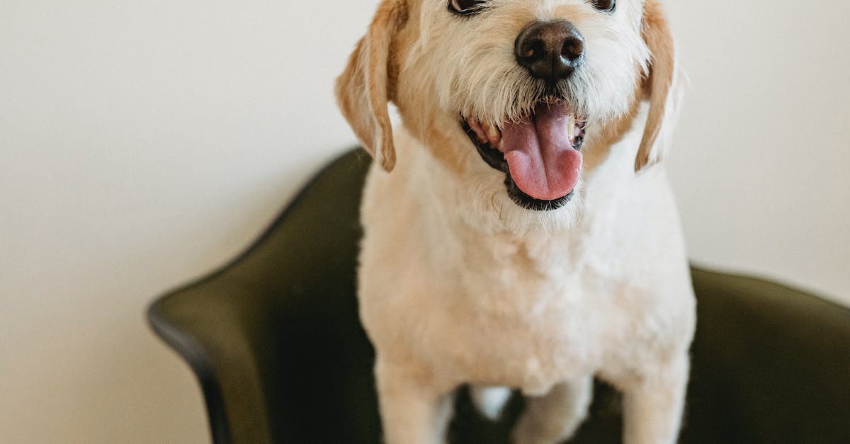 Salve seus móveis e seu cão: 8 dicas infalíveis para lidar com a destruição de móveis causada por cachorros.