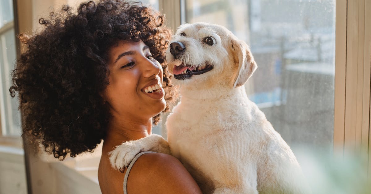 Descubra as melhores raças de cães com pelos curtos para ter como seu companheiro fiel: guia completo de cuidados e características