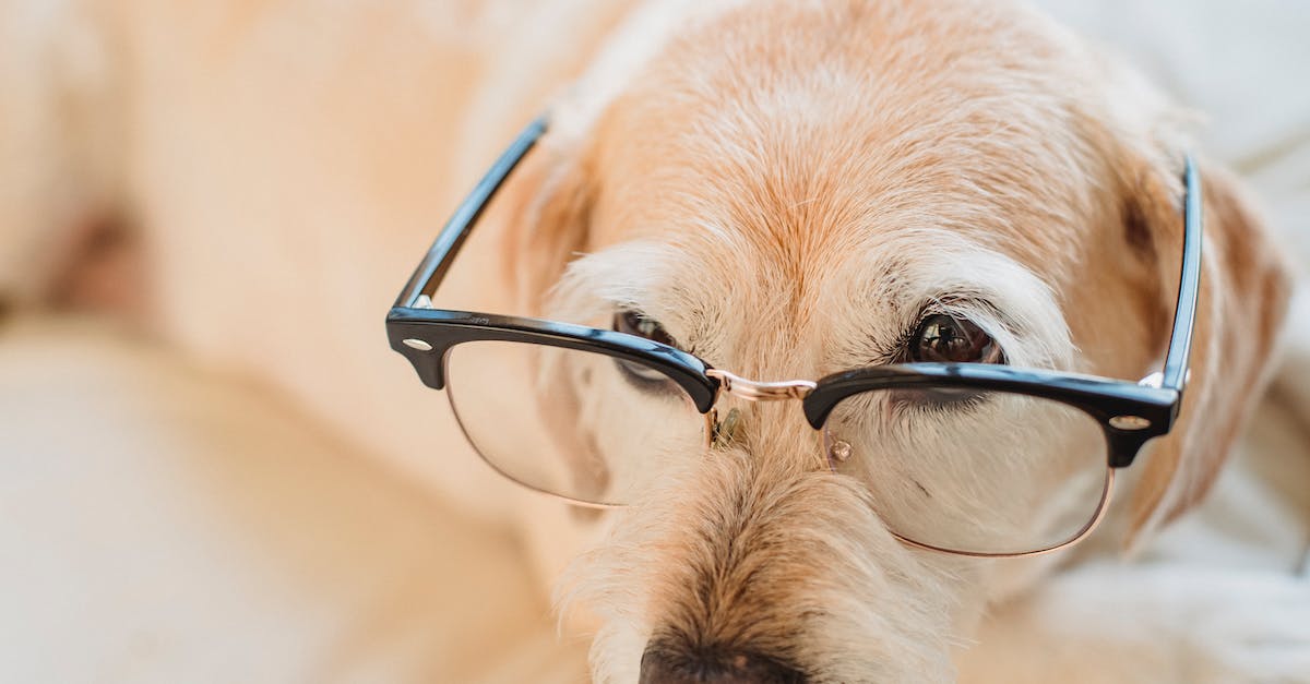 Descubra as raças de cães mais inteligentes e fáceis de treinar para ter um companheiro fiel e obediente em casa!