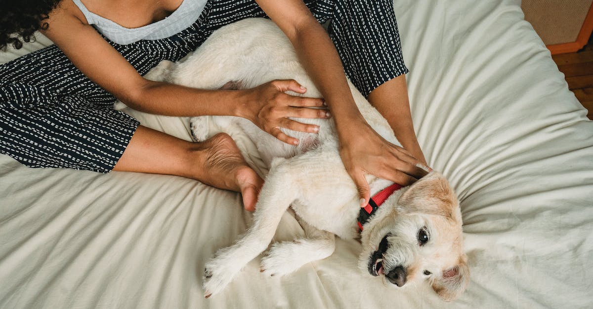 8 raças de cães ideais para viver em apartamentos compactos: encontre seu companheiro perfeito!