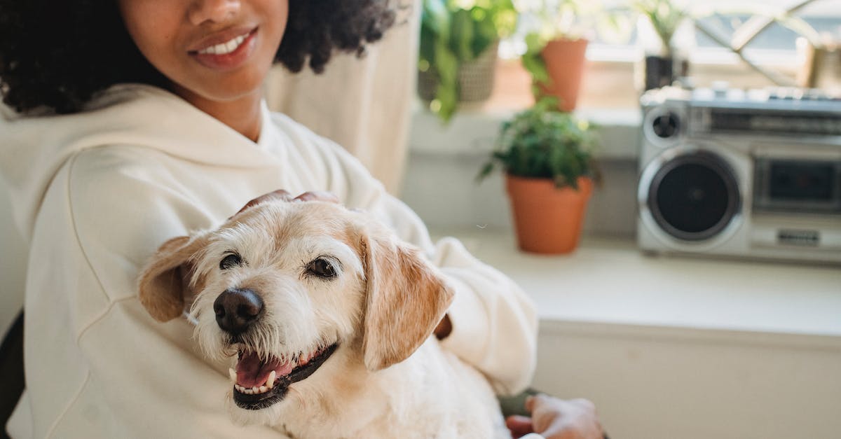 Guia completo: Como escolher a coleira perfeita para seu cão em apartamentos