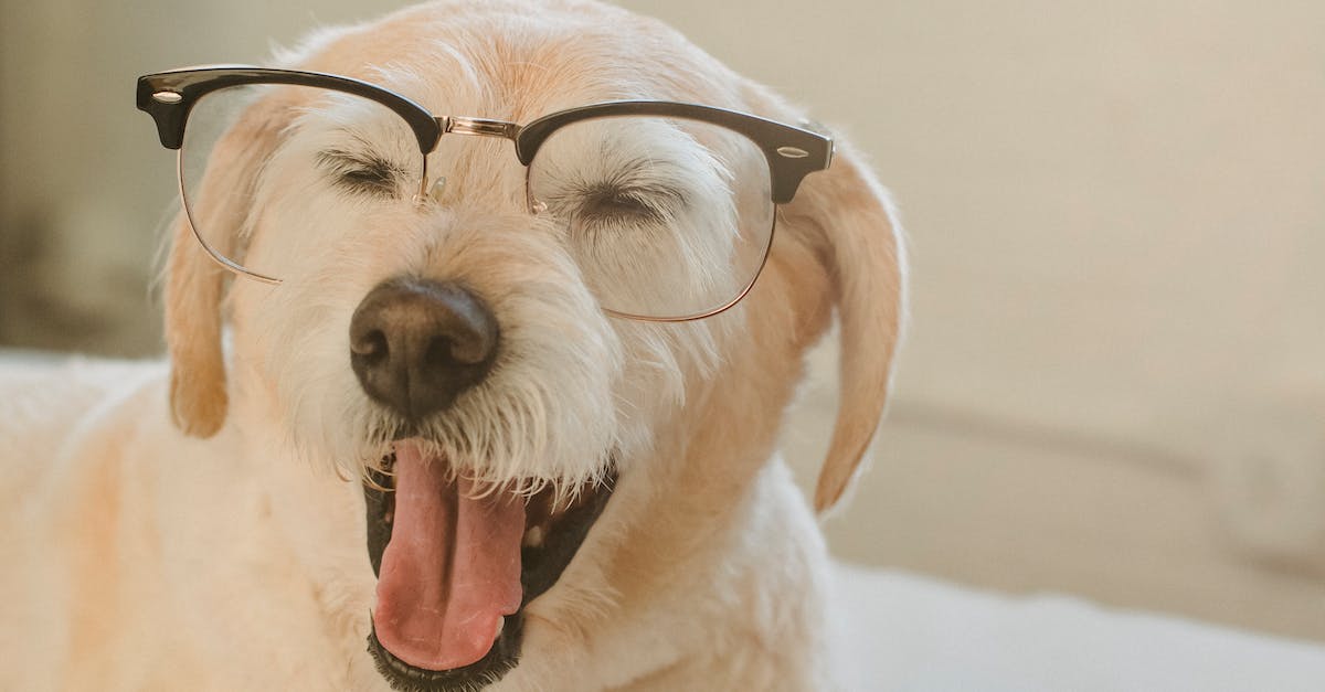 Capture a personalidade do seu melhor amigo: 8 dicas criativas de fotografia canina”.