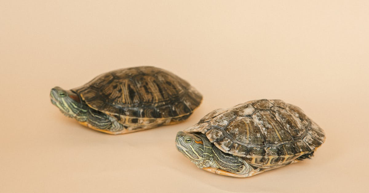 Descubra as 8 raças de cães com orelhas pequenas mais adoráveis e surpreendentes!