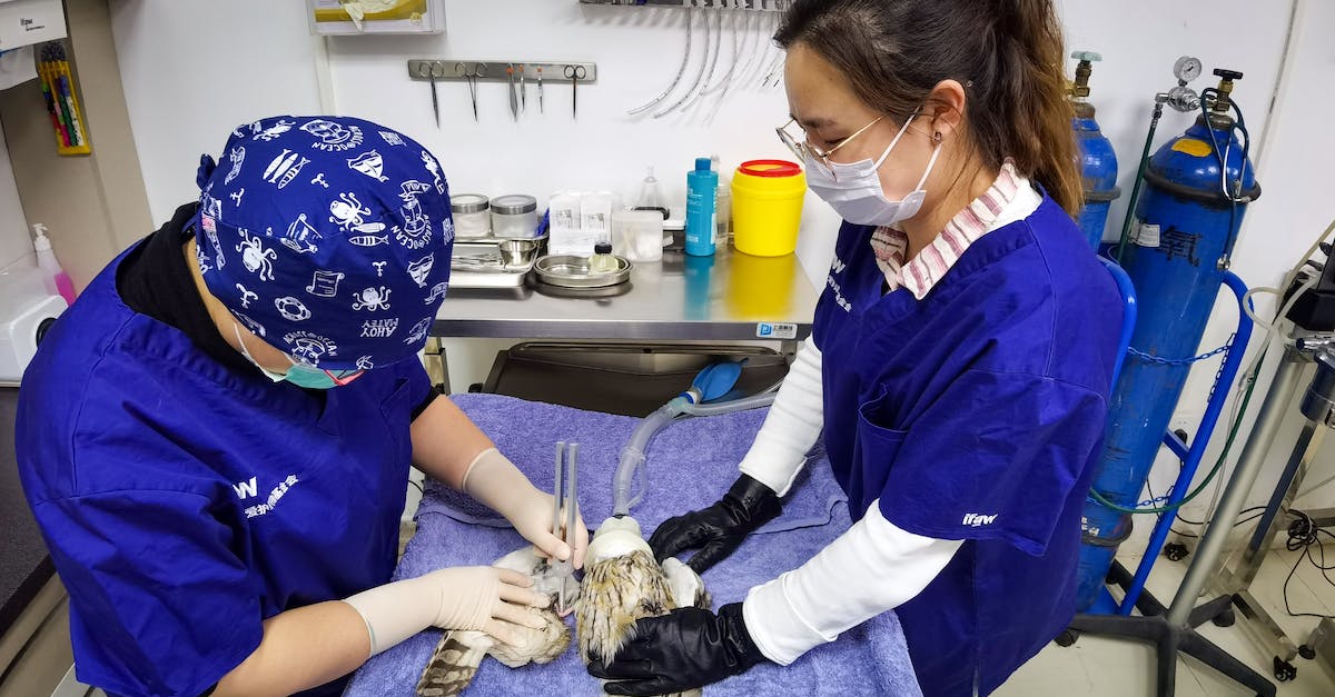 Guia completo: Como escolher o veterinário ideal para cuidar do seu pet com amor e segurança