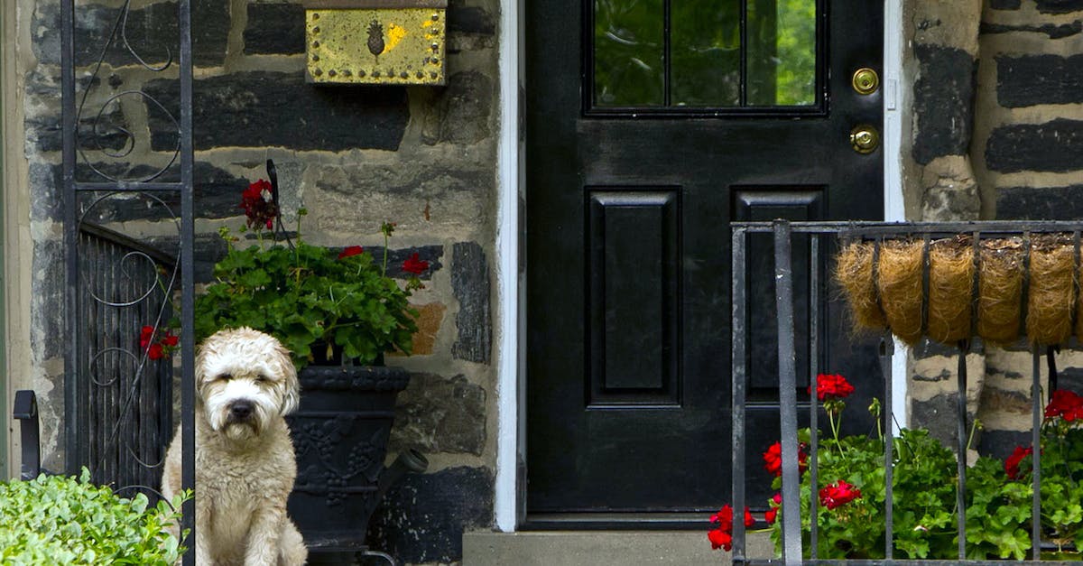 8 passos infalíveis para ensinar seu cão a esperar educadamente na porta!