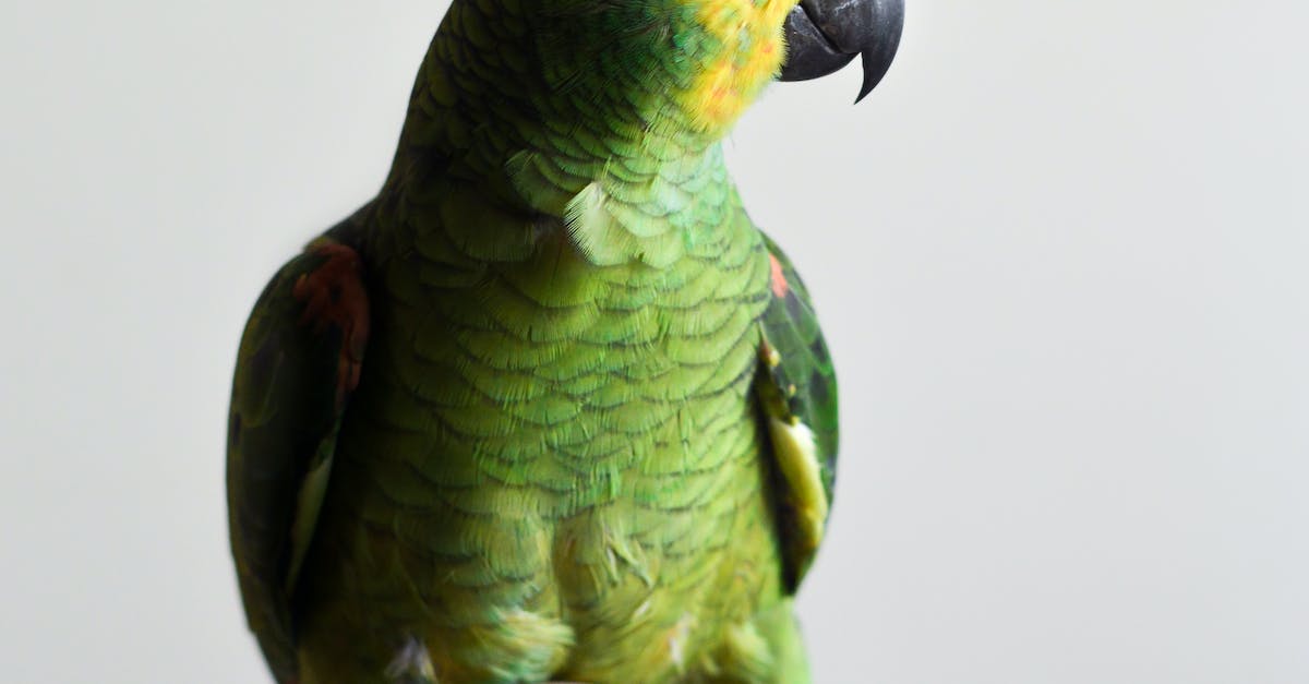 Descubra os acessórios indispensáveis para cuidar do seu pássaro de estimação: guia completo com 8 itens essenciais para garantir o bem-estar e a felicidade do seu amigo alado!