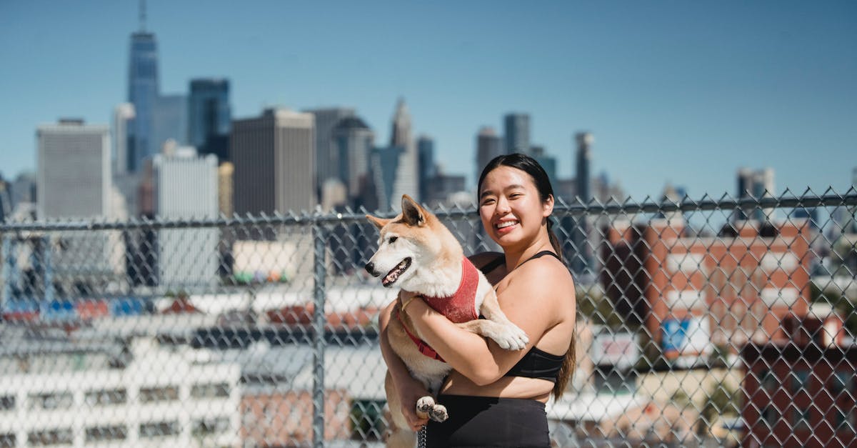 Descubra as 8 raças de cães com pelos avermelhados mais deslumbrantes para ter como companheiro fiel