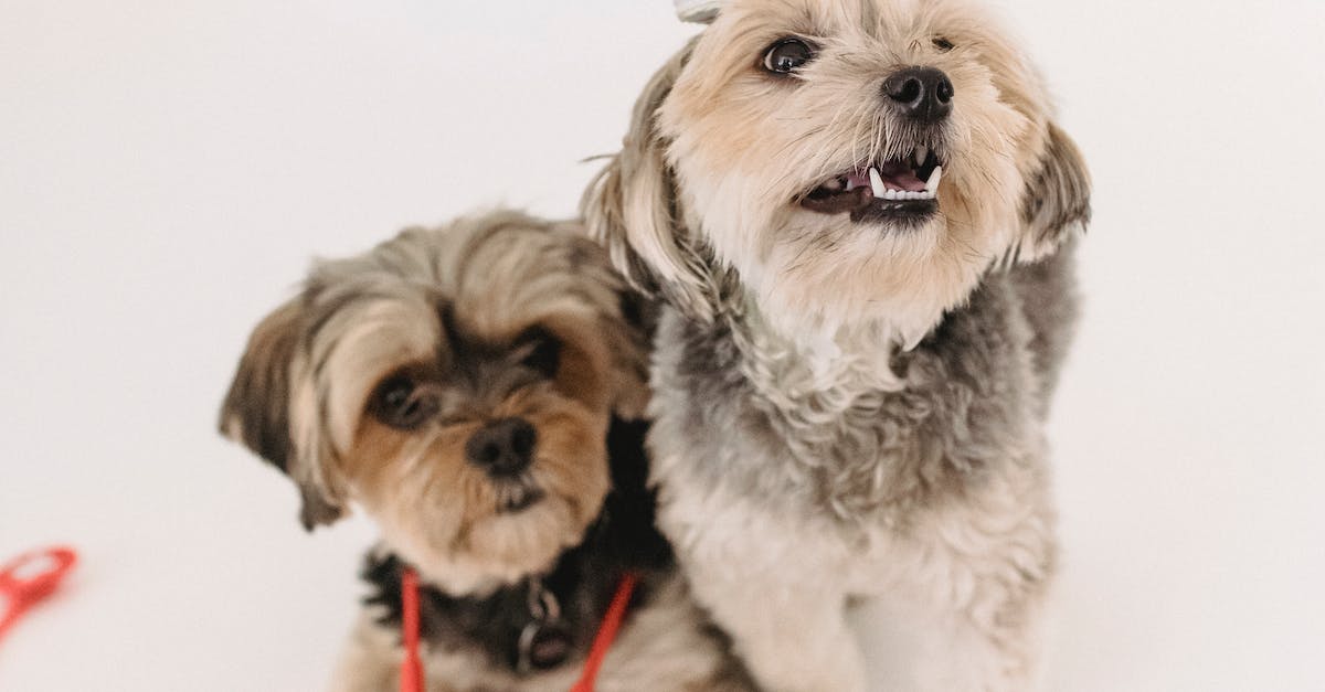 Cirurgias para pets: tudo o que você precisa saber para garantir a saúde e bem-estar do seu melhor amigo!