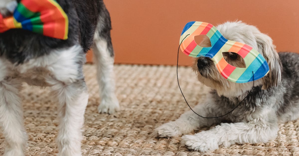 Guia perfeita: como escolher o acessório ideal para passear com seu cão?