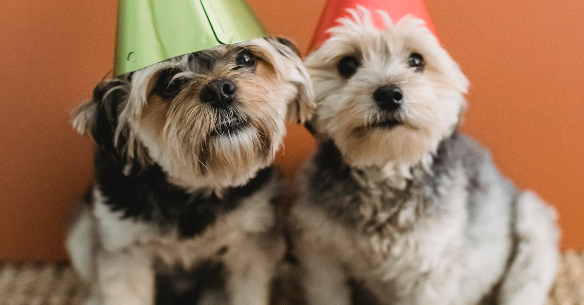 8 dicas infalíveis para tornar a festa de aniversário do seu cão inesquecível!