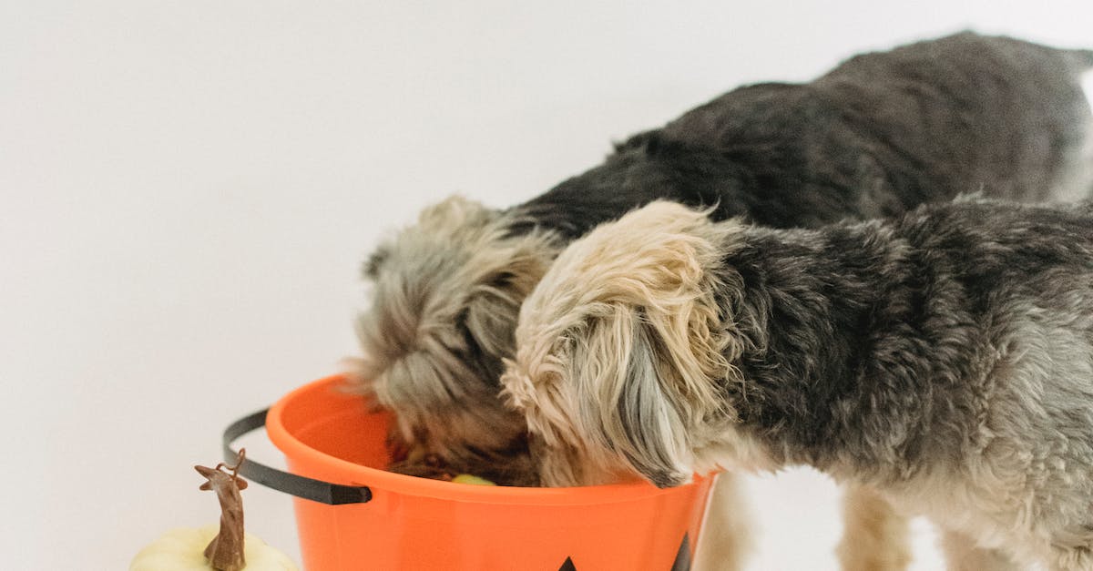 Guia completo para alimentação saudável de cães filhotes: dicas, receitas e cuidados especiais