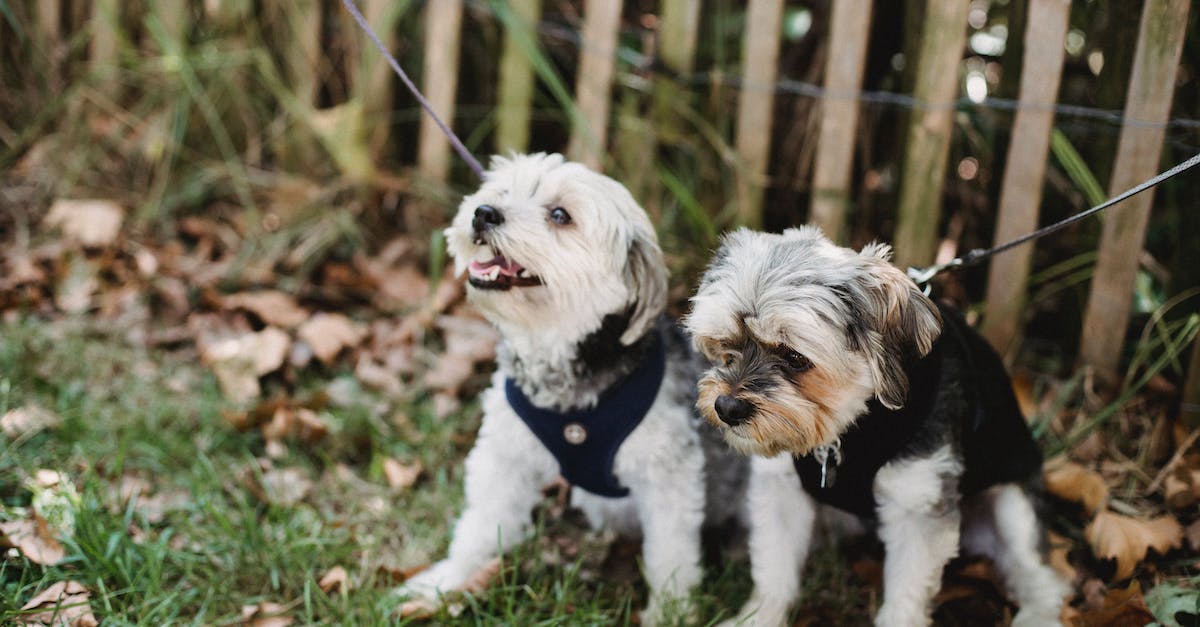 7 dicas infalíveis para ajudar seu cão a superar o medo de ficar no quintal