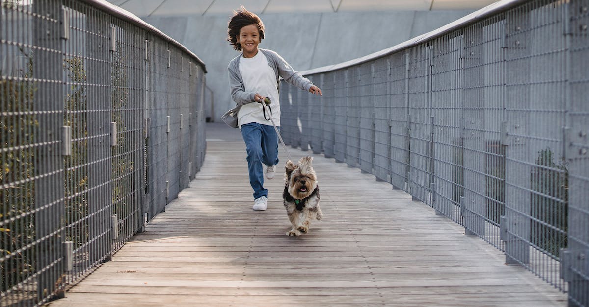 Descubra as raças de cães mais enérgicas para uma vida ativa e divertida: um guia completo!
