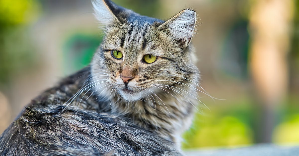 Os fascinantes segredos dos gatos Maine Coon: descubra curiosidades, cuidados, personalidade e muito mais!