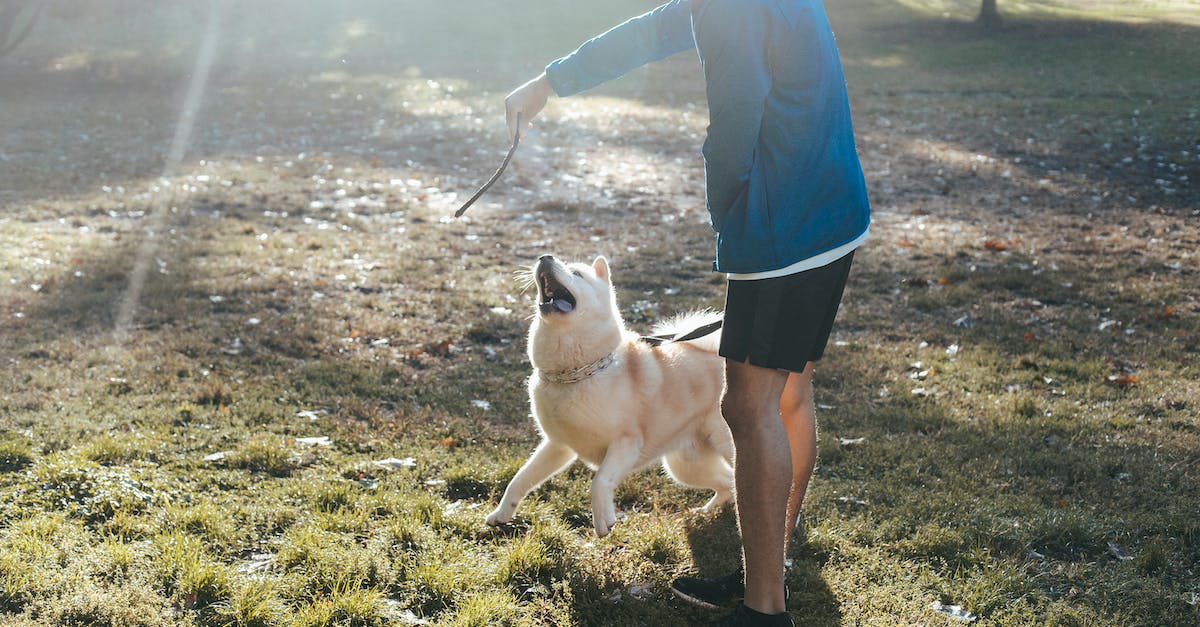 Torne seu cãozinho um expert em higiene: Dicas infalíveis para ensinar seu pet a fazer xixi e cocô no lugar certo