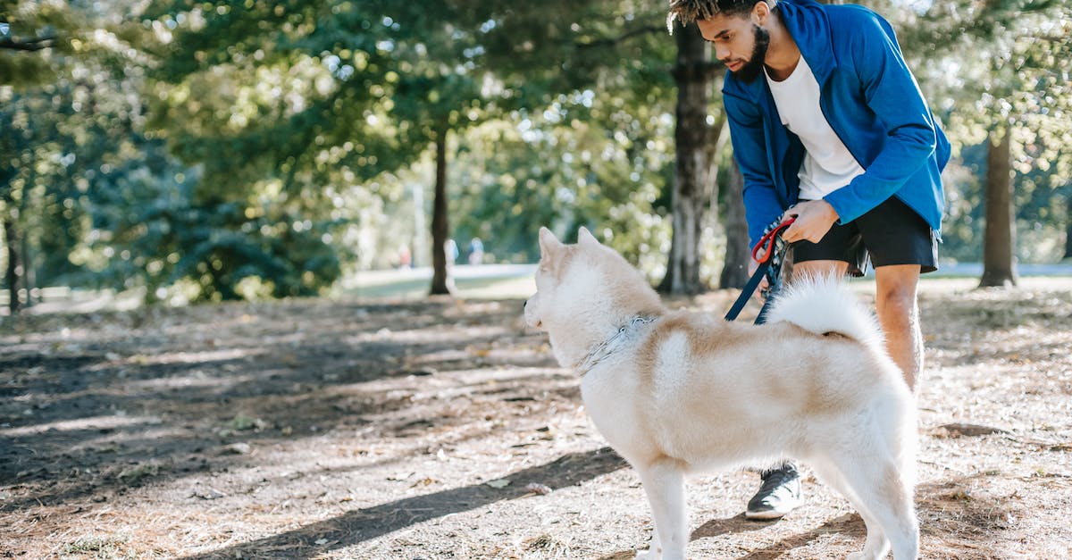 8 truques infalíveis para acabar de vez com o hábito do seu cão de puxar a coleira!